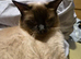 Beautiful ragdoll male