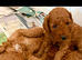 F1b red cockapoo puppies