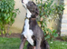 Bedlington whippet