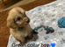 Health tested cavapoos