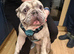 4 French bulldogs