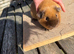 Stunning Californian & Swiss guinea pigs