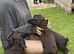Adorable Cocker Spaniel puppies loking for a forever home