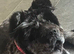 Beautiful chow-pei