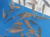Koi carp 1 to 2" £1.50