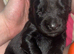 BLACK COCKERSPANIEL PUPPIES