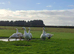 Premium Large-Strain Embden Breeding Ganders