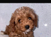 DNA health tested and trained Toy cavapoo