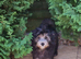 Coton de tulear x Toy poodle/ Cotonoodle/ Cotonpoo