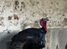 Trio of bronze turkeys