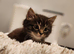 Main Coon cross kitten