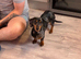 Female miniature dachshund