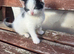 Last remaining kitten looking for forever home