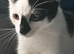 Kitten male