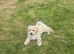 Gorgeous maltipoo