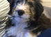 Bearded Collie Puppies for sale