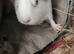 Very friendly guinea pig