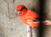 RED CANARY STUD SHOW QUALITY BIRDS