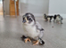 Pekin Chicks x5