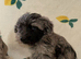 Schnoodle puppies for sale