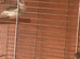Finches for sale