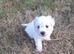 Bichon