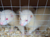 X2 albino hobs looking for home