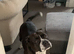 6 Year Old Female Old Thayme Bulldog
