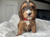 F1 Cockapoo Puppies PRA clear! Both parents KC registered- Health Tested