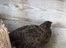 Corturnix Quail