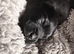 Small long coat chihuahua puppies