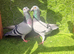 Beautiful Fancy Show Pigeons - Healthy Breeding Pairs