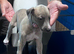 whippet puppies
