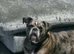 Olde English bulldog