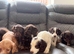 Fantastic working cocker spaniels