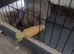 10 month old Fawn colour Female