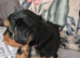 Yorkshire/Biewier terrier puppies