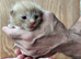 Ragdoll x
