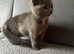 Beautiful kitten