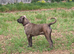 Cane Corso