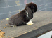 Male mini lop