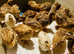 Point of lay Jumbo Coturnix Quail