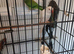 2 Indian Ringneck parakeets