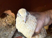 Jumbo female/male coturnix quails