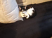 Need to rehome due to family health problems