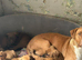 Staff x lab puppies 2 girls left ready to go