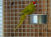 Kakariki parrot