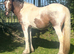 "Dun x Spotted Appaloosa " Dun Filly Coloured