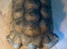 8 year old sulcata tortoise for sale
