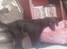 puppy needing new home
